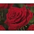Rosa 'Robin Hood'