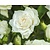 Rosa 'Sherwood Forest'