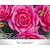 Rosa 'Sir Lancelot'