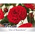 Rosa 'Out of Rosenheim'
