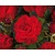 Rosa 'King Arthur'