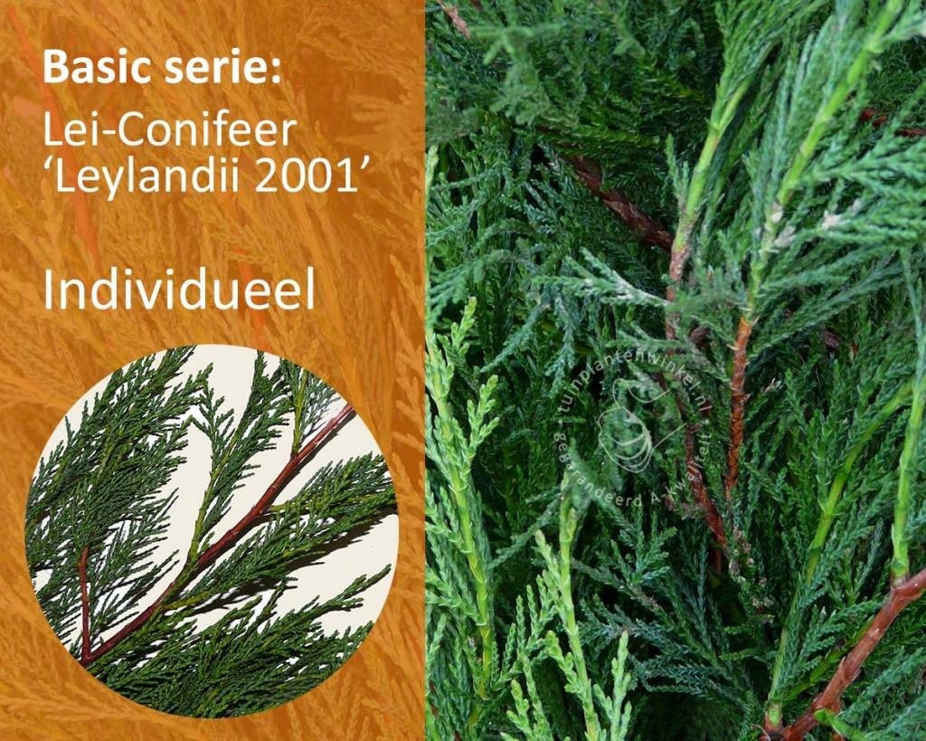 Lei-Conifeer leylandii - Basic - individueel geen extra's