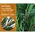 Lei-Conifeer leylandii - Basic - pakket 5 stuks + EXTRA'S!