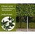 Lei-Amberboom - Classic - individueel - geen extra's