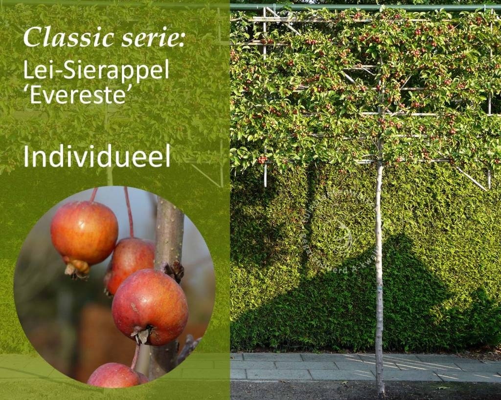 Lei-Sierappel 'Evereste' - Classic - individueel geen extra's