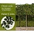 Lei-Sierpeer - Classic - pakket 5 stuks + EXTRA'S!