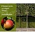 Lei-Appel 'Elstar' - Classic - individueel geen extra's