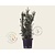 Taxus media 'Hicksii' 80/90 - in pot