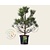 Pinus sylvestris