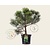 Pinus nigra subsp. nigra