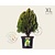 Thuja occidentalis 'Aurea Nana' - in pot - XL