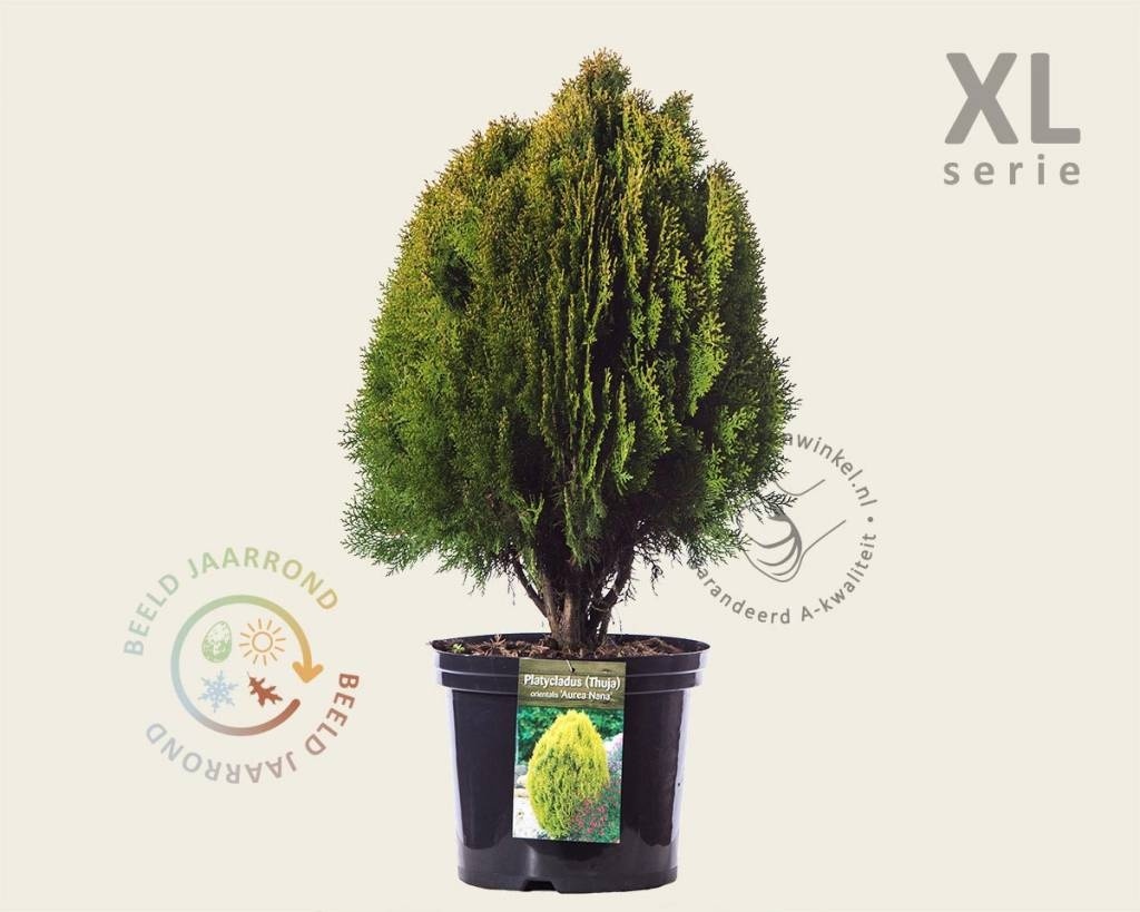 Thuja occidentalis 'Aurea Nana' - in pot - XL