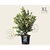 Ligustrum lucidum - XL
