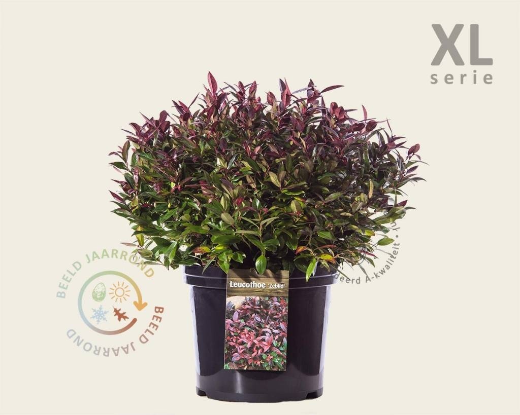 Leucothoe 'Zeblid' - XL