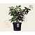 Hydrangea paniculata 'Wim's Red' - XL