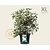 Viburnum plicatum 'Watanabe' - XL