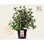 Weigela florida 'Red Prince' - XL
