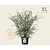 Spiraea cinerea 'Grefsheim' - XL