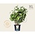 Hydrangea ‘Strong Annabelle’ - XL