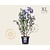 Hibiscus syriacus 'Oiseau Blue' - XL