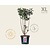 Syringa vulgaris 'Charles Joly' - XL