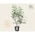 Amelanchier lamarckii - XL