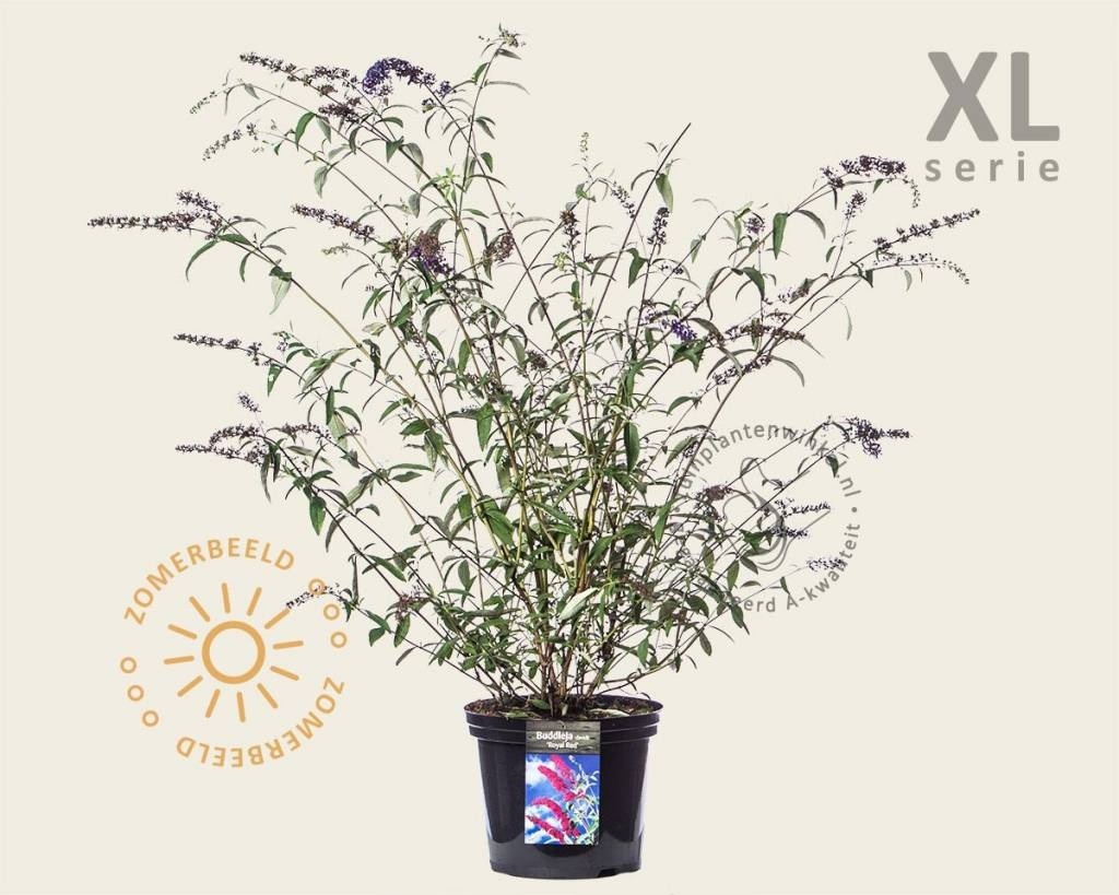 Buddleja davidii 'Royal Red' - XL