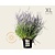 Perovskia atriplicifolia 'Blue Spire' - XL