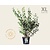 Philadelphus 'Virginal' - XL