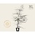 Nothofagus antarctica - XL