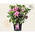 Hydrangea macrophylla 'Roze' - XL