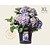 Hydrangea macrophylla 'Blauw' - XL