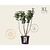 Syringa vulgaris 'Michel Buchner' - XL