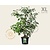 Cornus controversa - XL