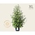 Styrax japonica - XL
