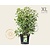 Clethra alnifolia 'Pink Spire' - XL