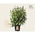 Cornus kousa - XL