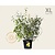 Kerria japonica 'Pleniflora' - XL