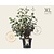 Viburnum carlcephalum - XL