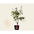 Acer griseum - XL