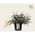 Abelia grandiflora - XL