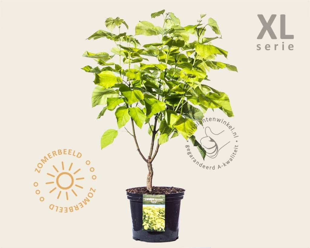 Catalpa bignonioides 'Aurea' - XL
