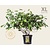 Corylopsis spicata - XL