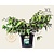 Viburnum plicatum 'Mariesii' - XL