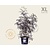 Sambucus nigra 'Black Lace' - XL