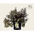 Weigela 'Black & White' - XL