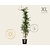Campsis tagliabuana 'Mme Galen' - XL