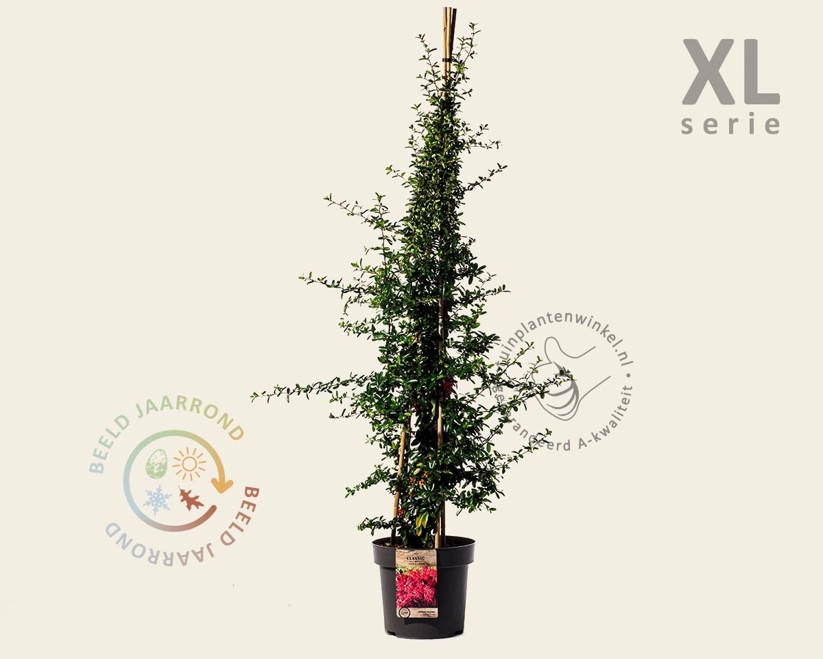 Pyracantha coccinea 'Red Column' - XL