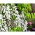 Wisteria sinensis 'Alba' - XL