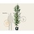 Metasequoia glyptostroboides - beveerd